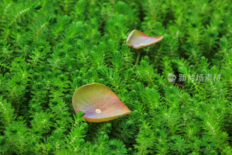 狐尾藻水草水生植物绿色背景