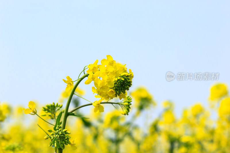 金灿灿的油菜花特写