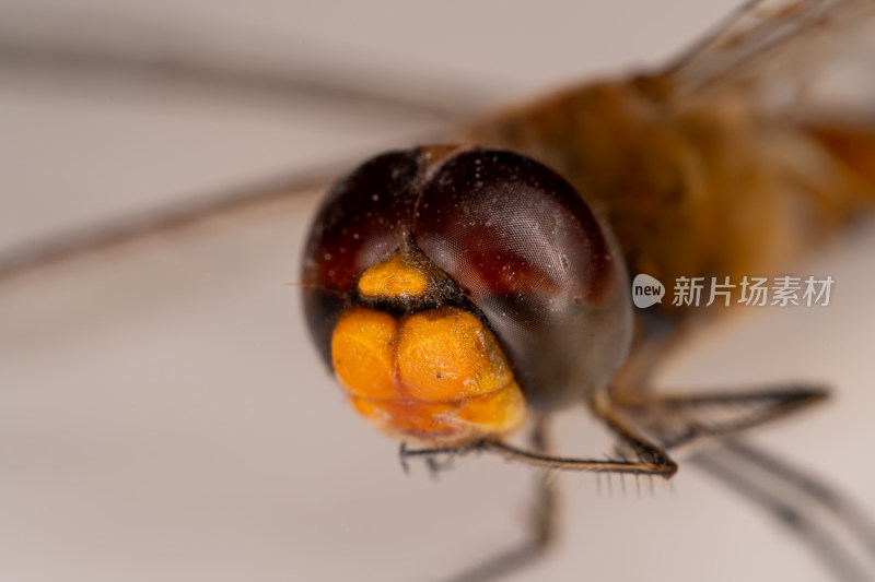 蜻蜓头部特写展示昆虫独特面容细节