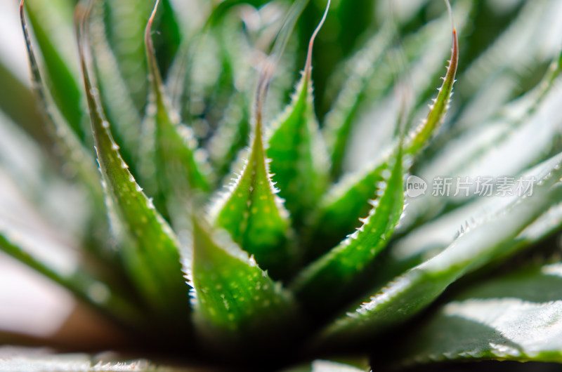 特写芦荟植物叶片