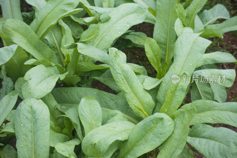 菜地里茂密生长的新鲜蔬菜