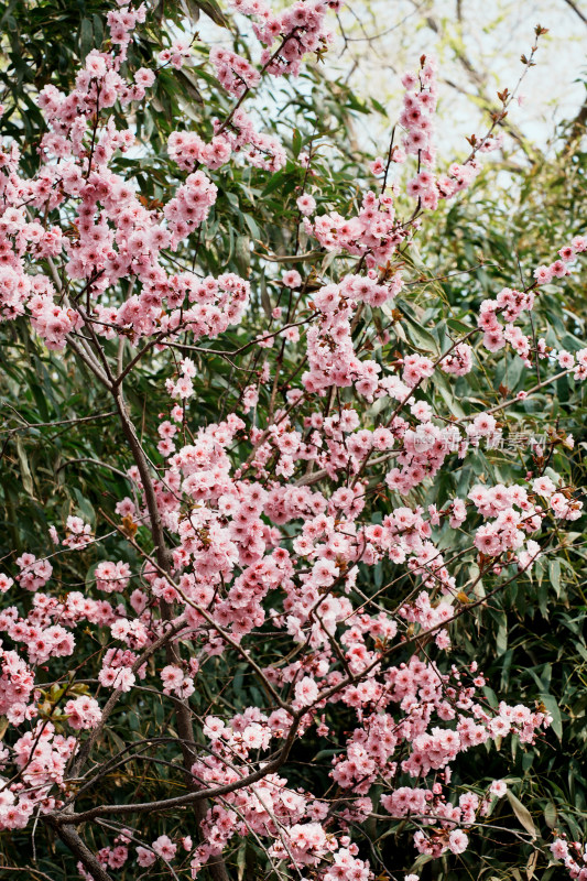 北京玉渊潭公园樱花节樱花