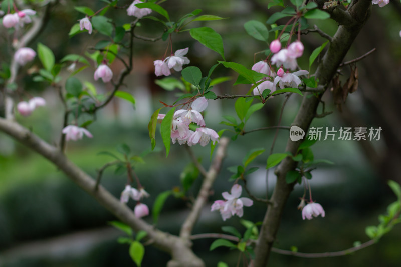 杭州曲院风荷粉色海棠花枝特写