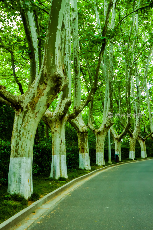 南京金陵的风景