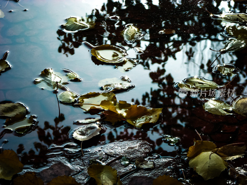 水面上漂浮着落叶的唯美秋景