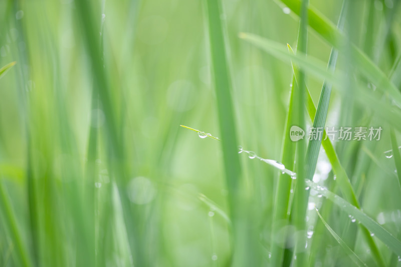 雨中青草特写