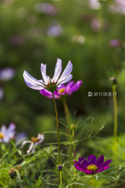 四季花卉盆景格桑花