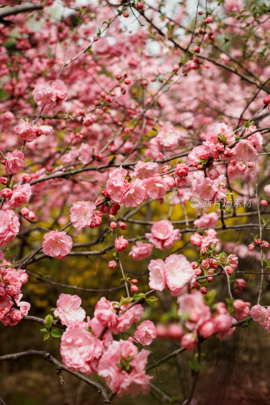 北京四得公园桃花树桃花