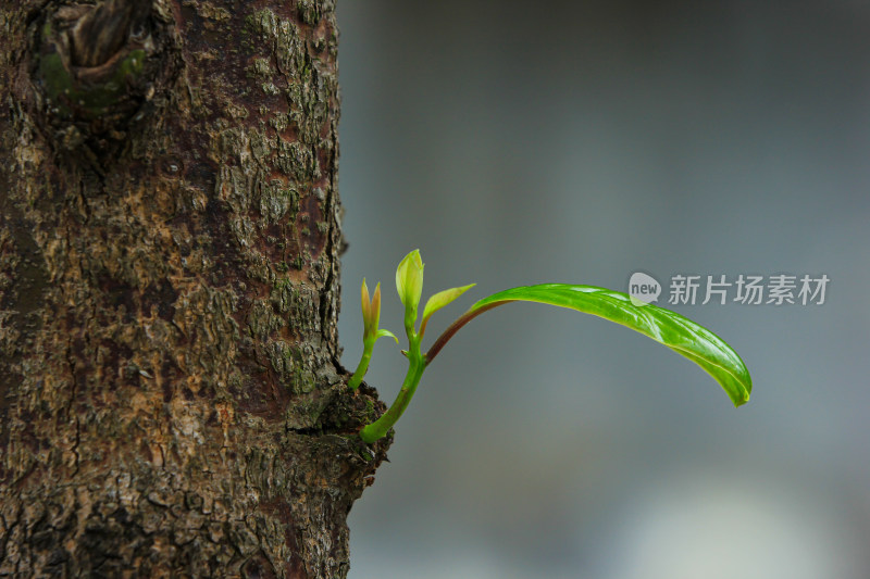 春天树干上长出的嫩芽