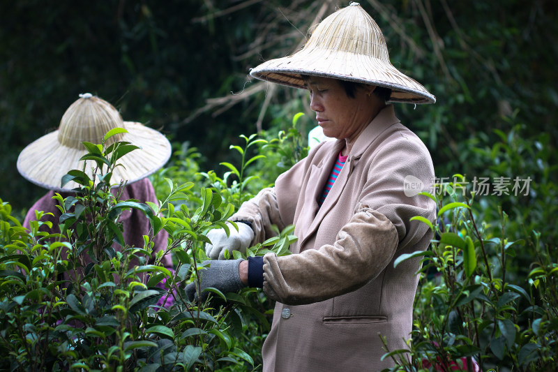 茶叶绿茶茶具茶田茶山采茶茶农茶艺茶树