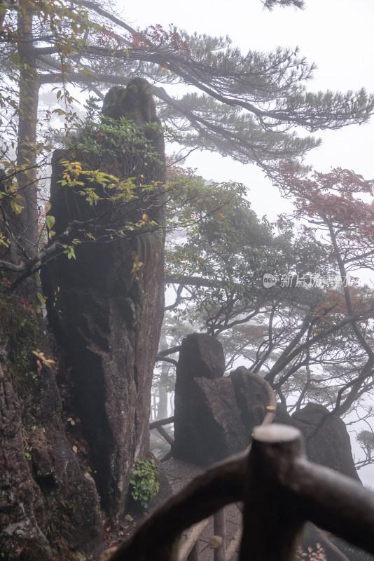 云雾下，安徽黄山的松树风景