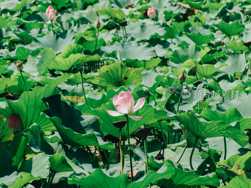 盛夏的荷花