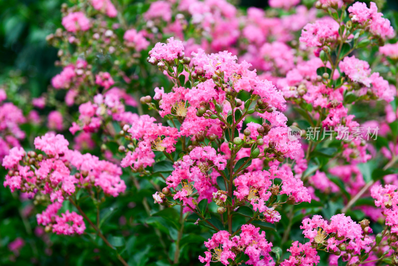 紫薇花卉花朵花蕊农村痒痒花痒痒树