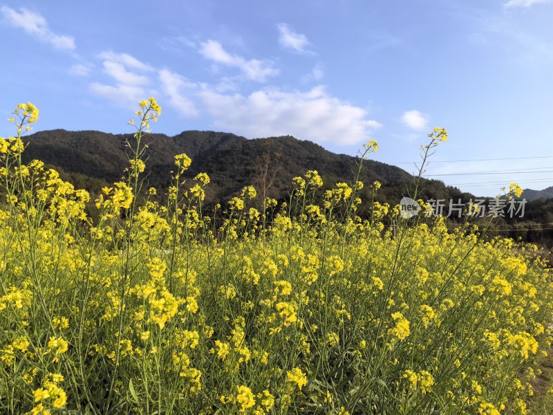 油菜花开