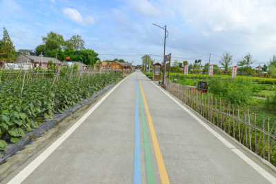 乡村道路两旁绿植环绕的景象