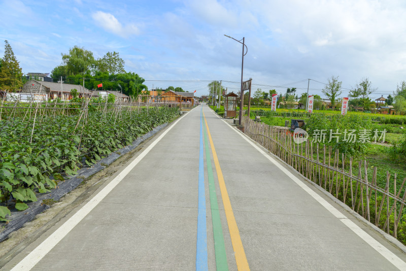 乡村道路两旁绿植环绕的景象