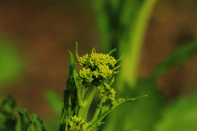 油菜花头特写