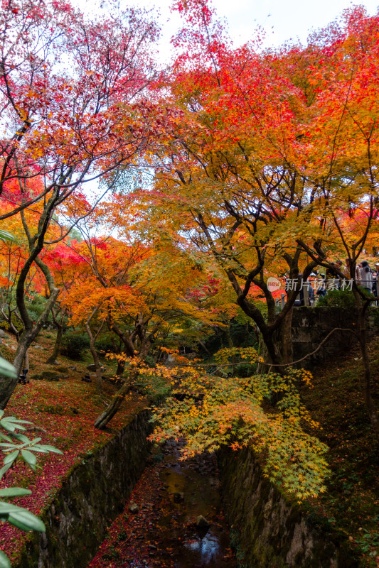 枫叶 京都 庭院 京都 秋天 日式