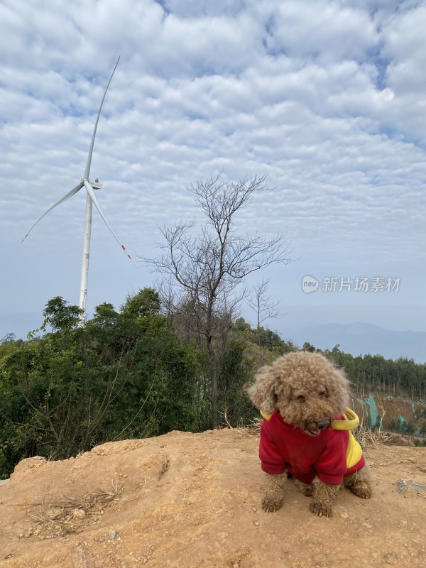 穿红衣的小狗在户外风车旁的场景