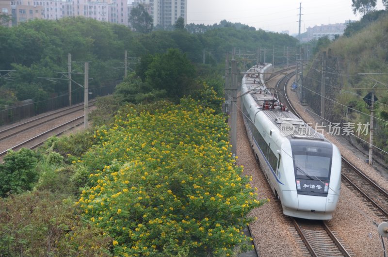 广东东莞：和谐号动车组从黄槐树旁边经过