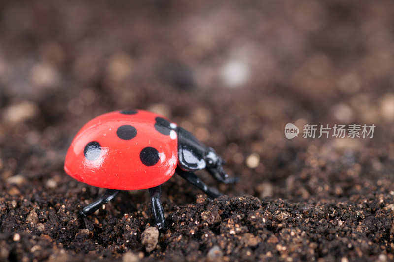 土壤上的七星瓢虫