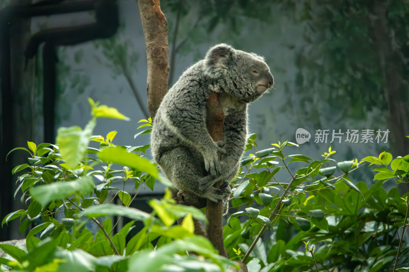 树上休息的考拉树袋熊