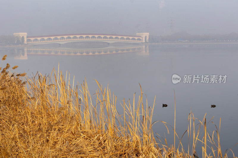 广利河湿地公园冬景