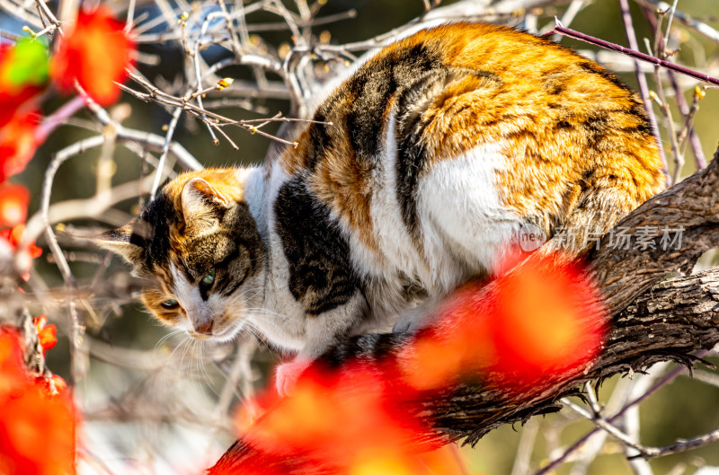 山东济宁邹城孟府猫