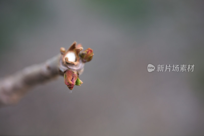 春季鲜嫩的香椿芽