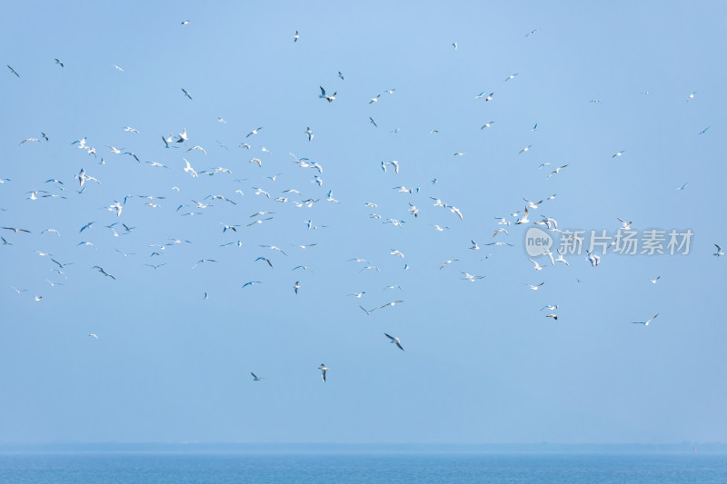 深圳湾海鸥飞翔