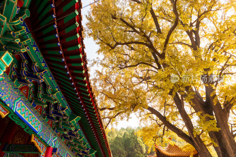 山东济南淌豆寺秋天黄色千年银杏树叶美景