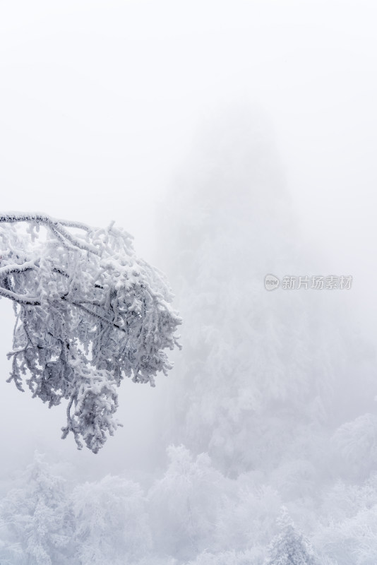 冬季大雪树木雾凇雪挂