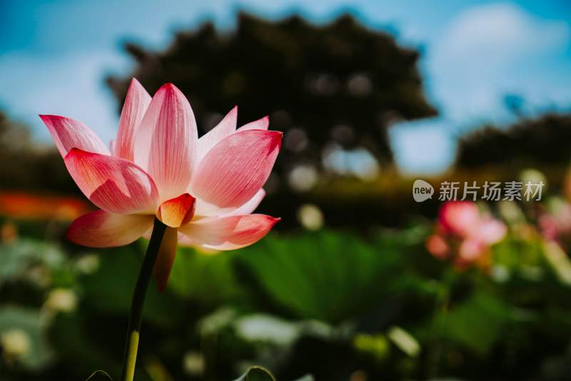 荷花 自然风景