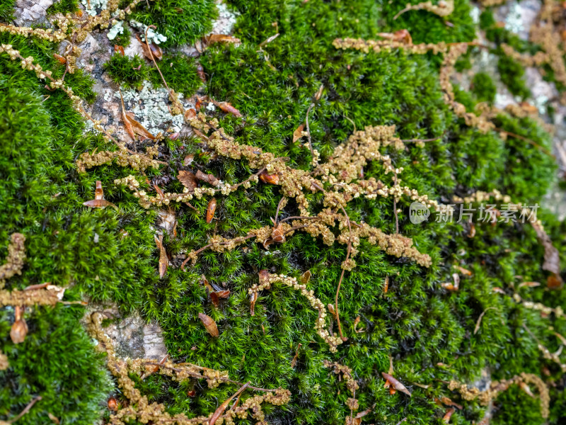 森林石头上生长的绿色苔藓