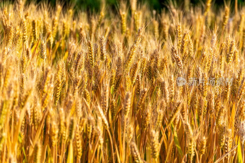 夏季金黄的麦田