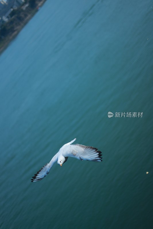 飞翔的海鸥场景