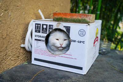 白猫流浪猫在纸盒猫窝中