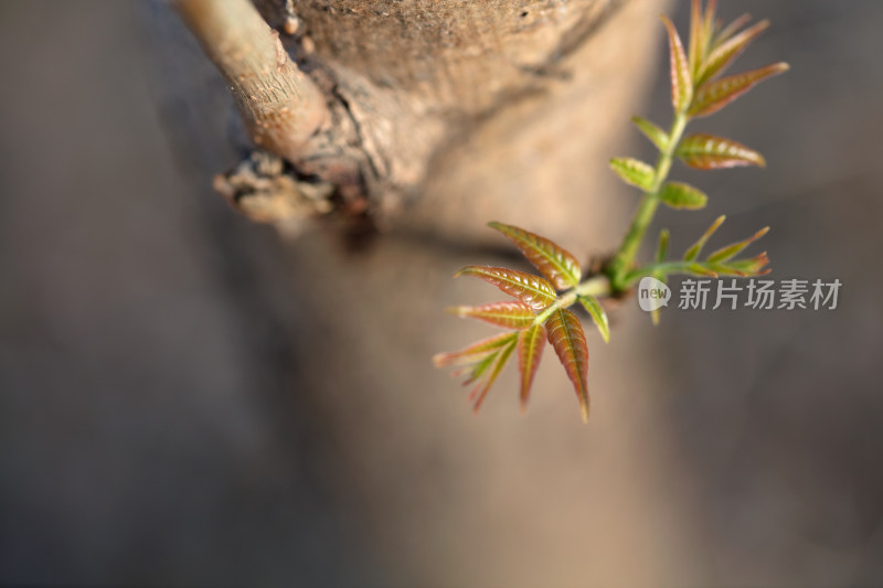 香椿嫩芽