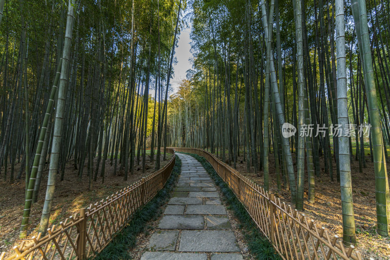 浙江杭州植物园自然风光