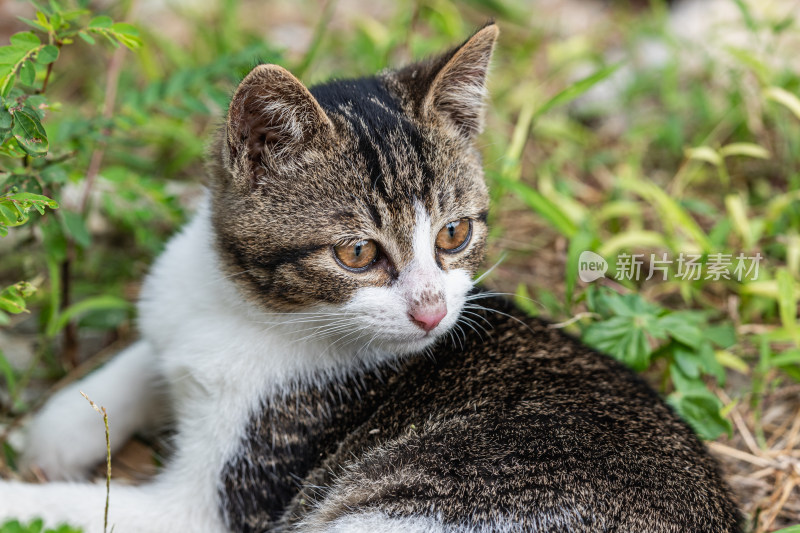 小猫咪、狸花猫、宠物猫