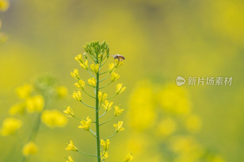 春天油菜花和蜜蜂