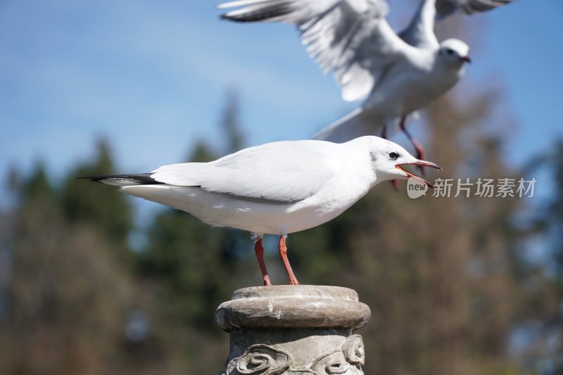 红嘴鸥图片