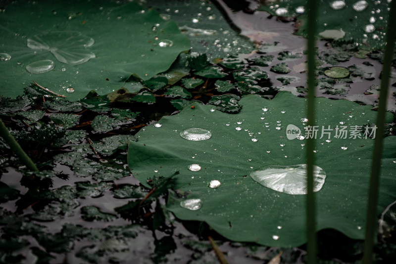 雨后荷花