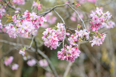 樱花特写拍摄