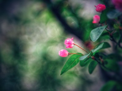 春天盛开的海棠花