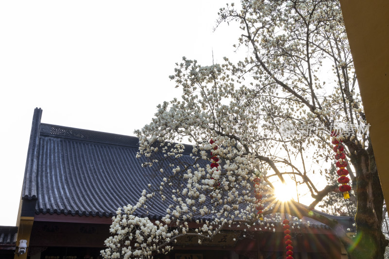 杭州法喜寺500年白玉兰盛放