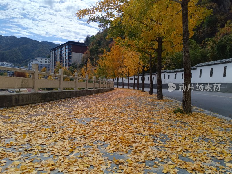 铺满银杏落叶的道路及周边秋景