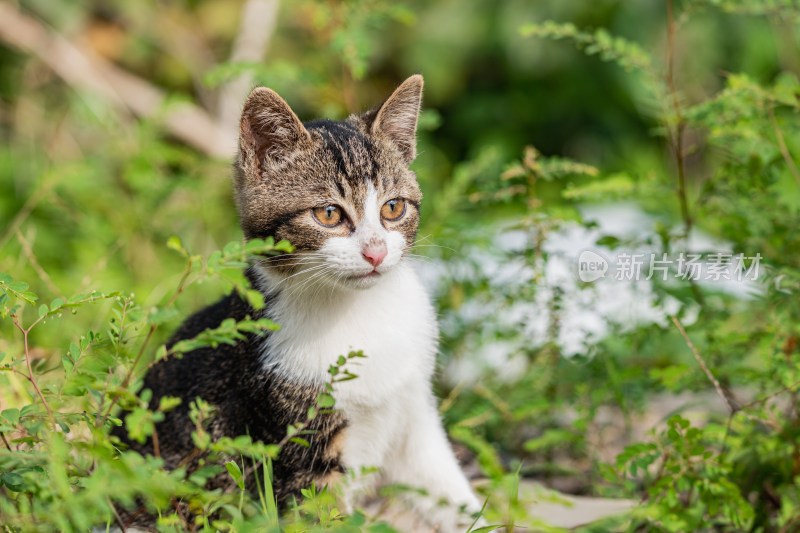 小猫咪、狸花猫、宠物猫