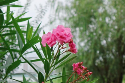 夹竹桃花朵