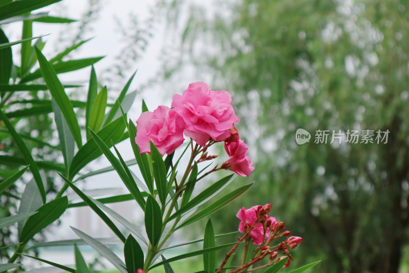 夹竹桃花朵